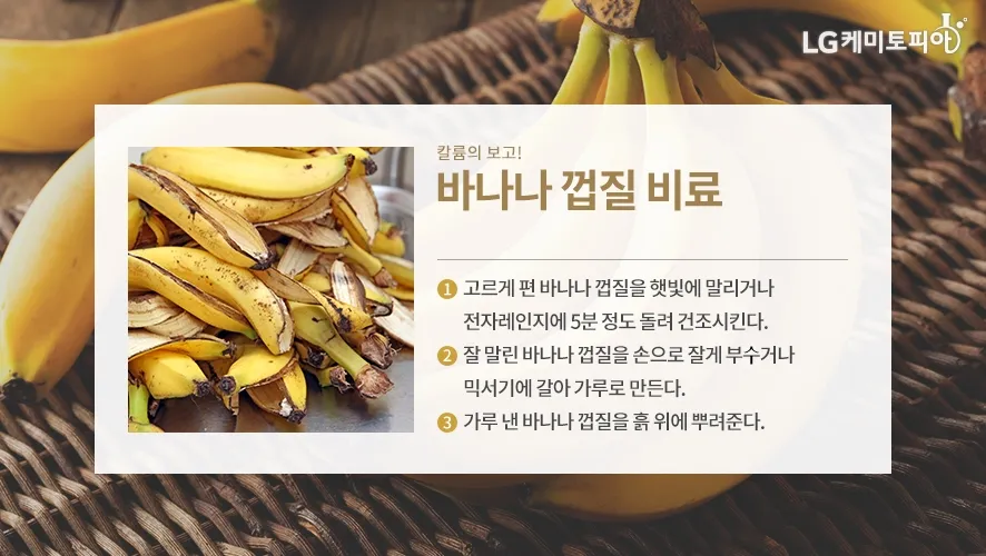 바나나 껍질 비료 활용 희석사용시기 냄새방지 천연영양 가이드_2