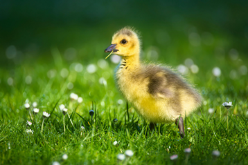 시작은 새끼오리였으나, 22년 롤드컵 우승을 획득한 표식 선수