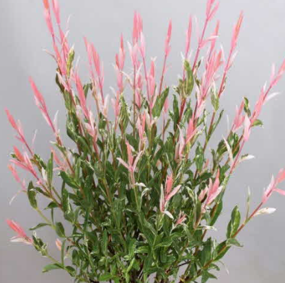 플라밍고셀릭스