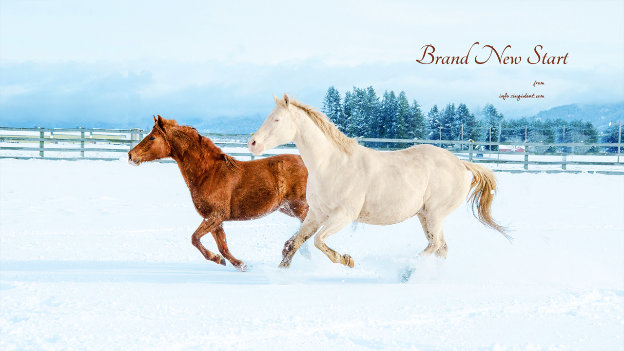 03 눈 위의 흰색 말과 갈색 말 C - Brand New Start 말배경화면