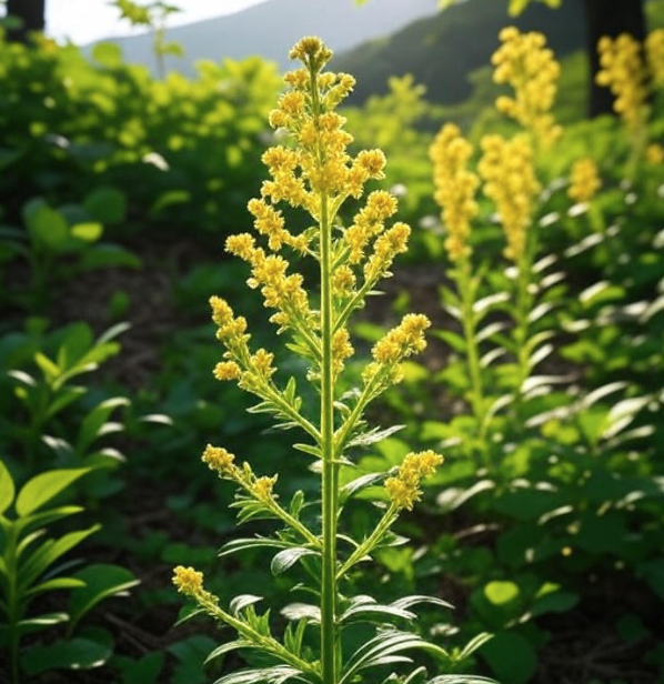 향유 관련 사진
