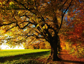 25년 단풍시기 경기도 단풍명소