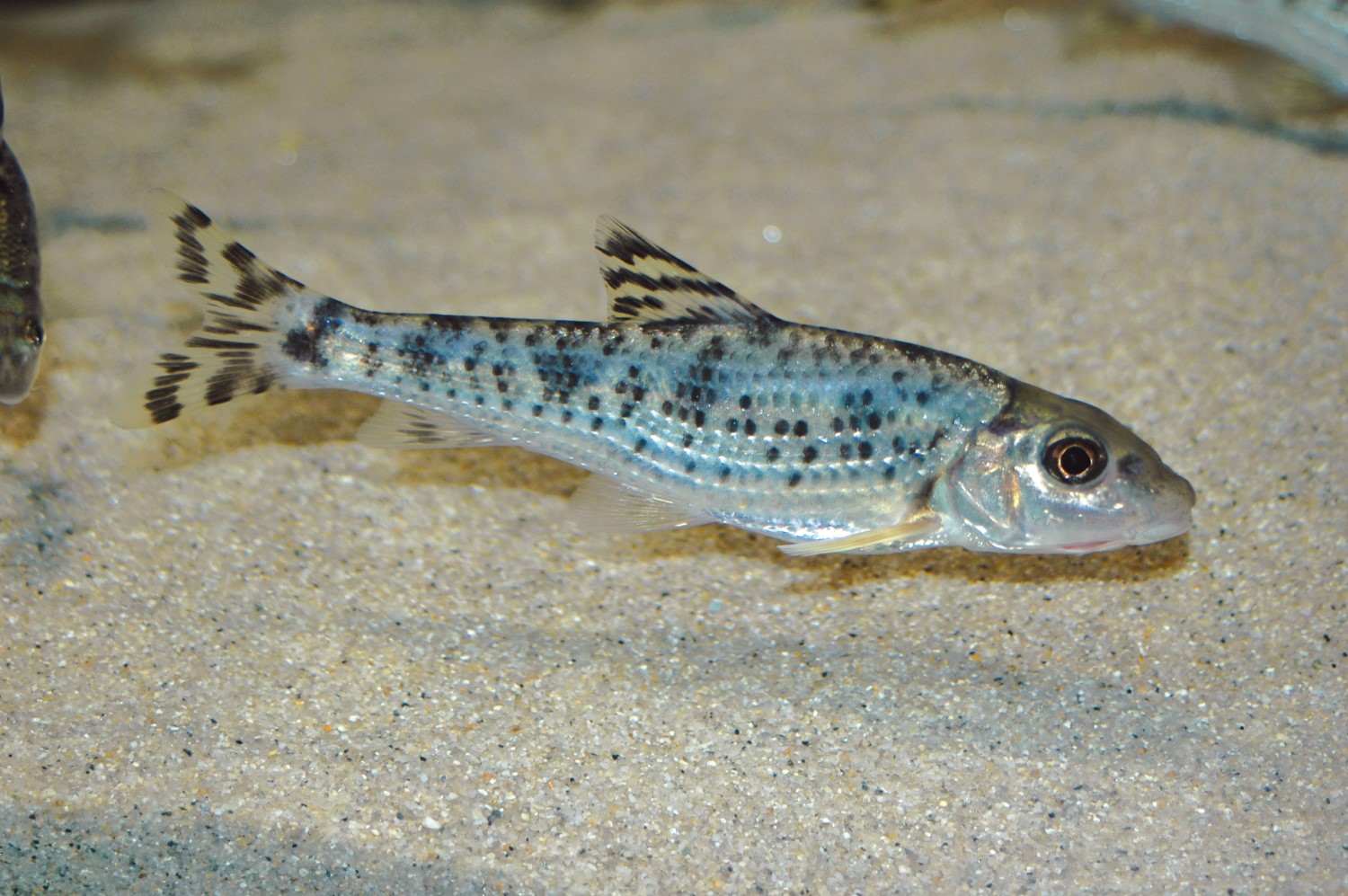 수산과학원 천연기념물 어름치 복원 성공 관련 내용 정리