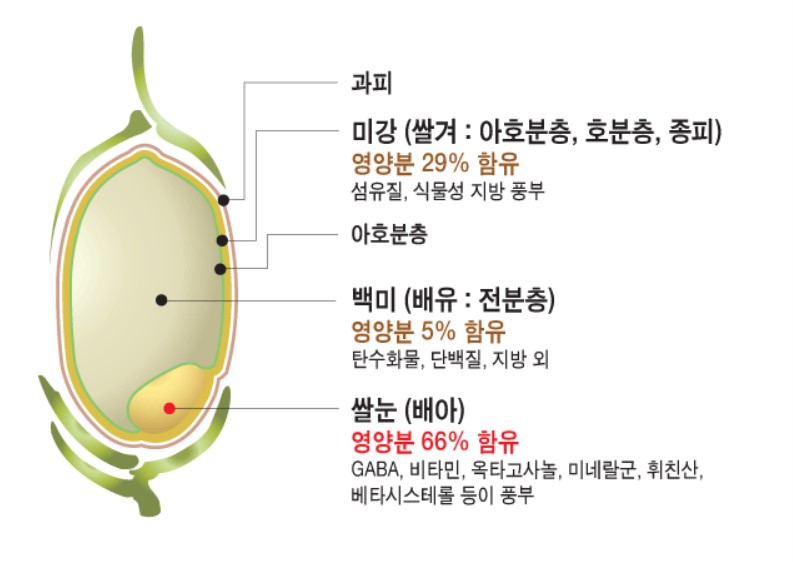 벼의구조-영양소배분