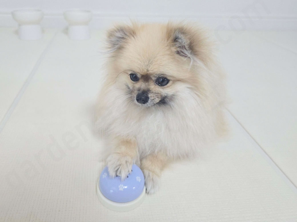 벨을 누르는 강아지