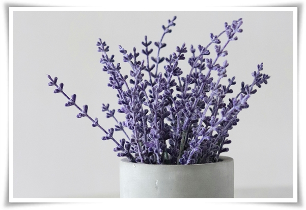 "라벤더" 향긋한 보랏빛 유혹, 자연이 선물하는 힐링과 영감의 향기!