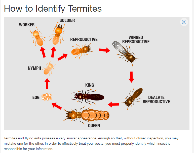 Termite