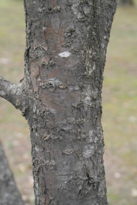 매실나무 수피2