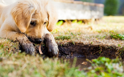 강아지 예방접종이 중요한 이유 관련 사진