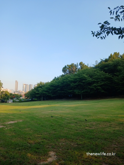 서울 어린이대공원의 잔디밭과 나무 숲, 도심 속 서울 맨발 걷기 좋은 곳