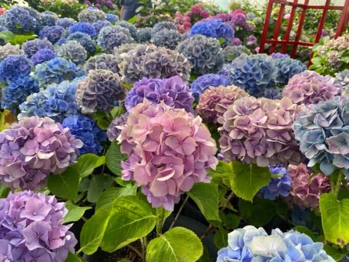 2025 제주 휴애리 수국축제 총정리 사진