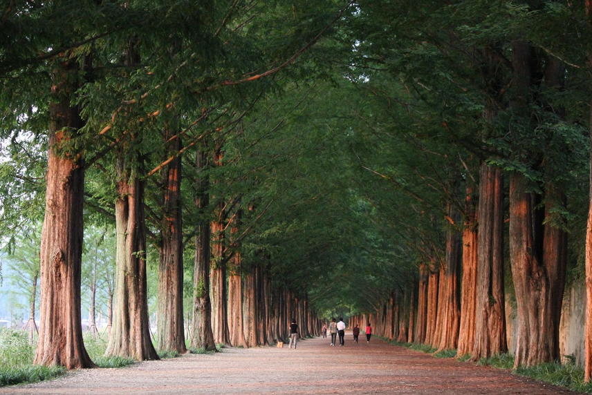 담양 메타세쿼이아 길 사진