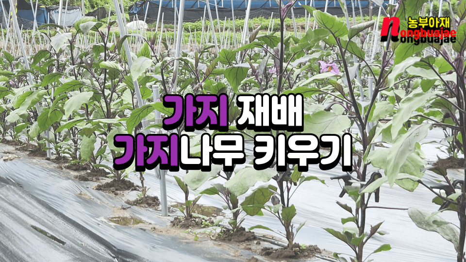 가지 나무 키우기