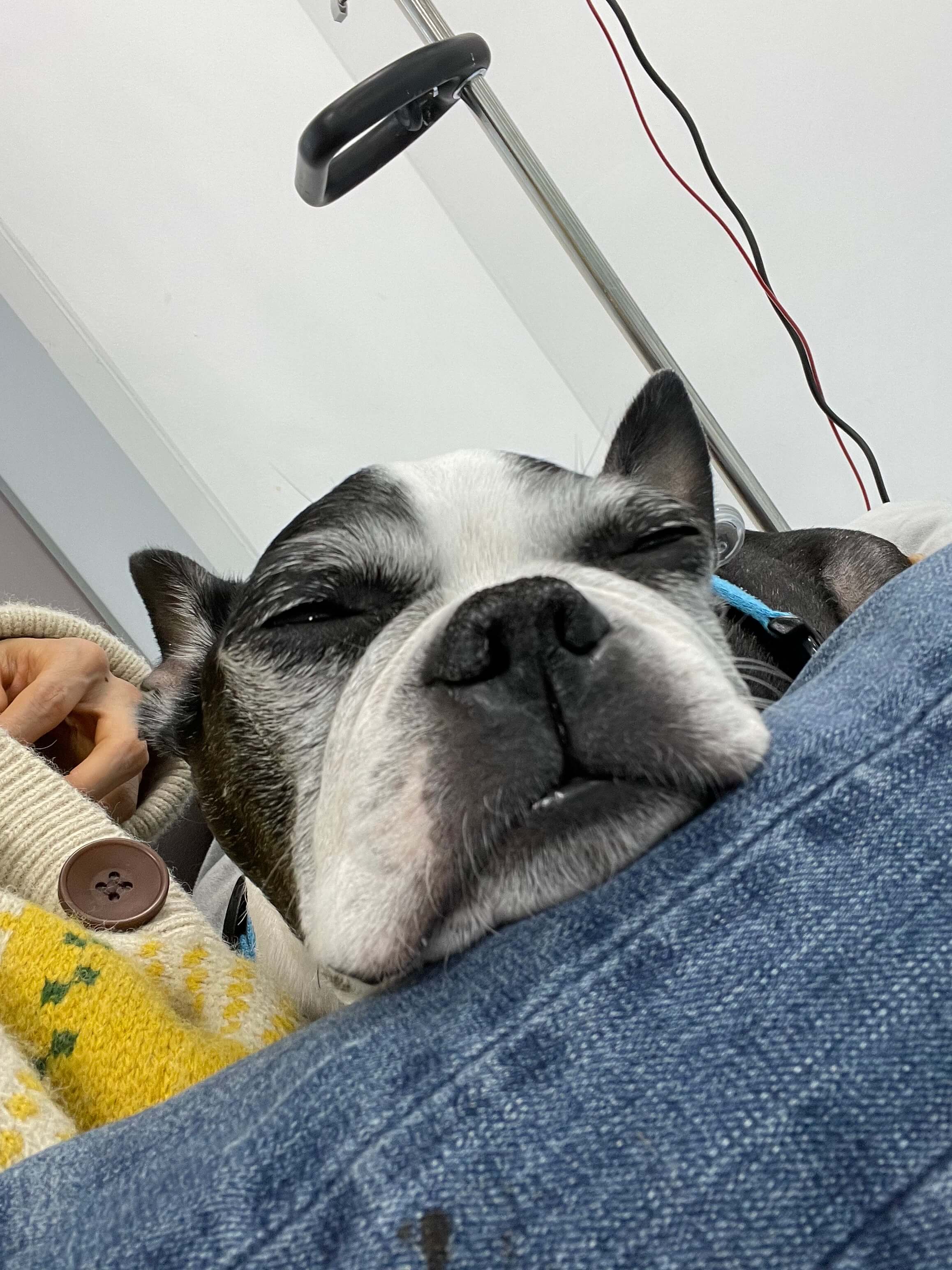 강아지토할때 강아지 구토 원인