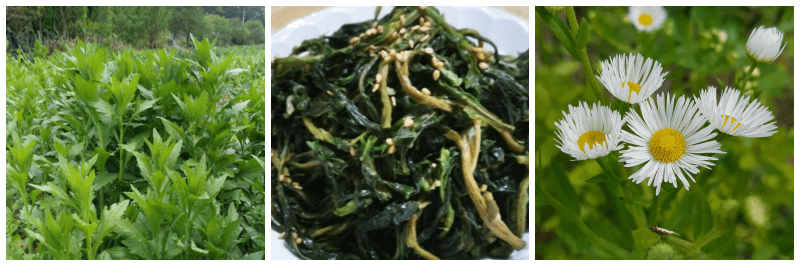 망초대 잎&#44; 망초대 나물&#44; 망초대 꽃 사진
