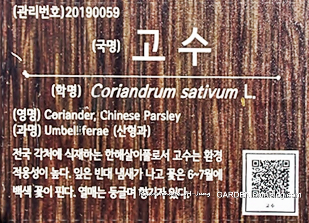 고수(Coriander)