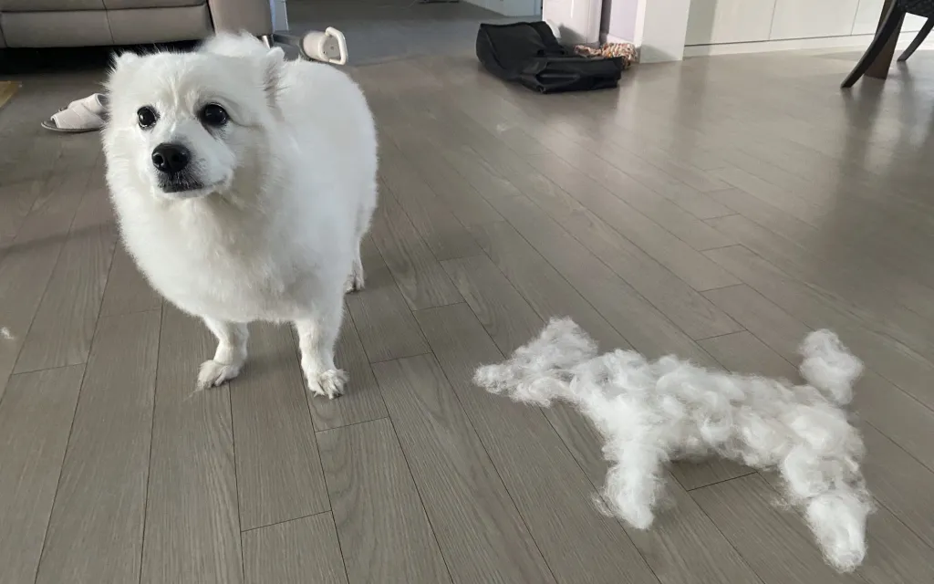 털 안 빠지는 강아지 견종 추천 털 알레르기 적은 강아지 털 안빠지는 대형견 소형견_7