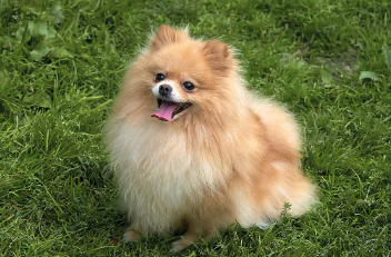 포메라니안