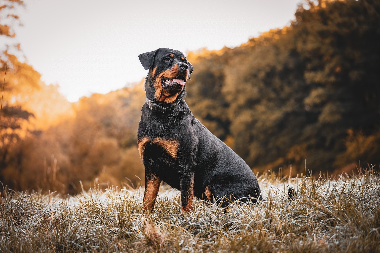 로트와일러 (Rottweiler)