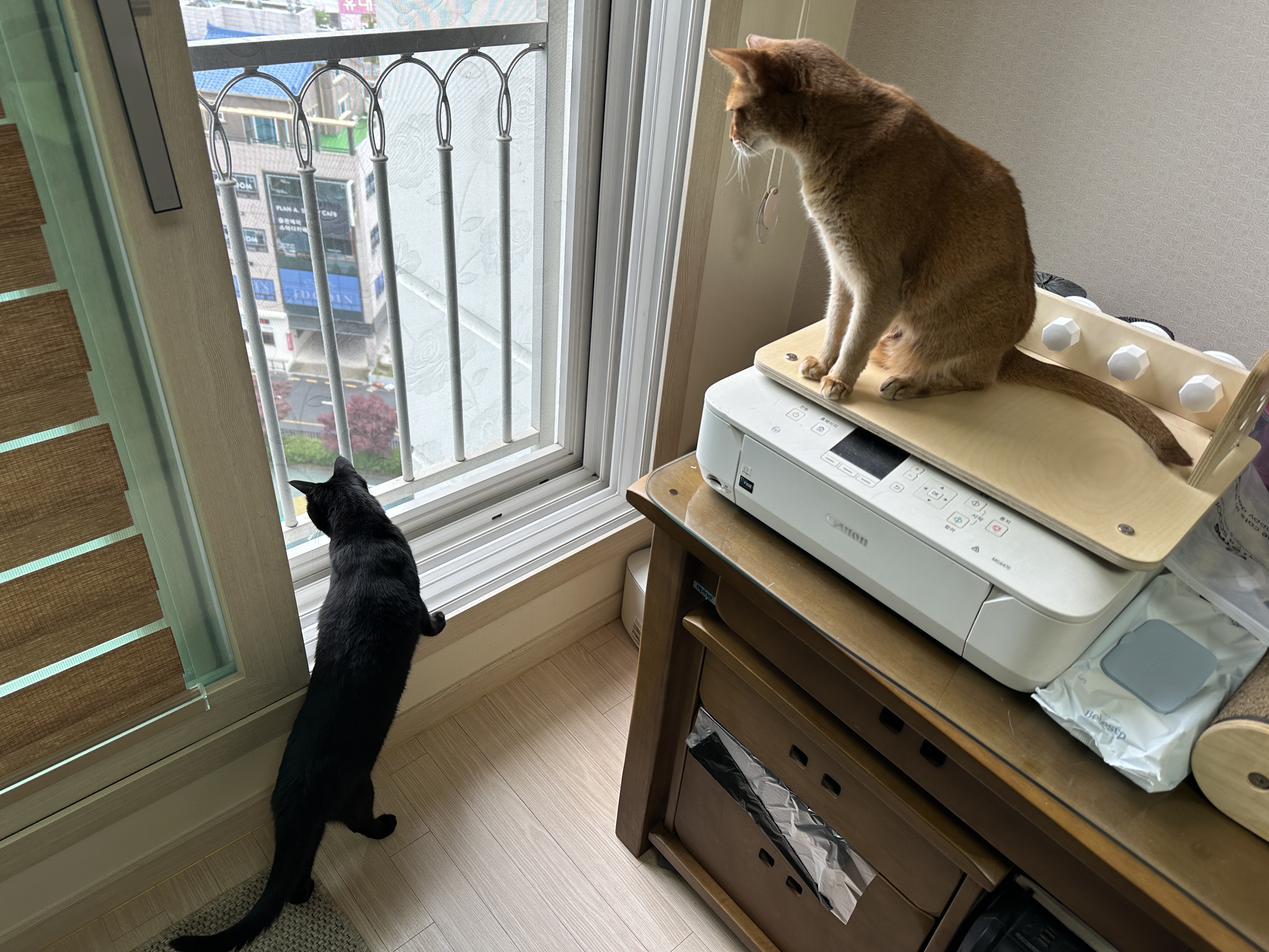 5월의 고양이들 화장실 모래 전체 갈이 (feat. 건이, 루디, 루나)