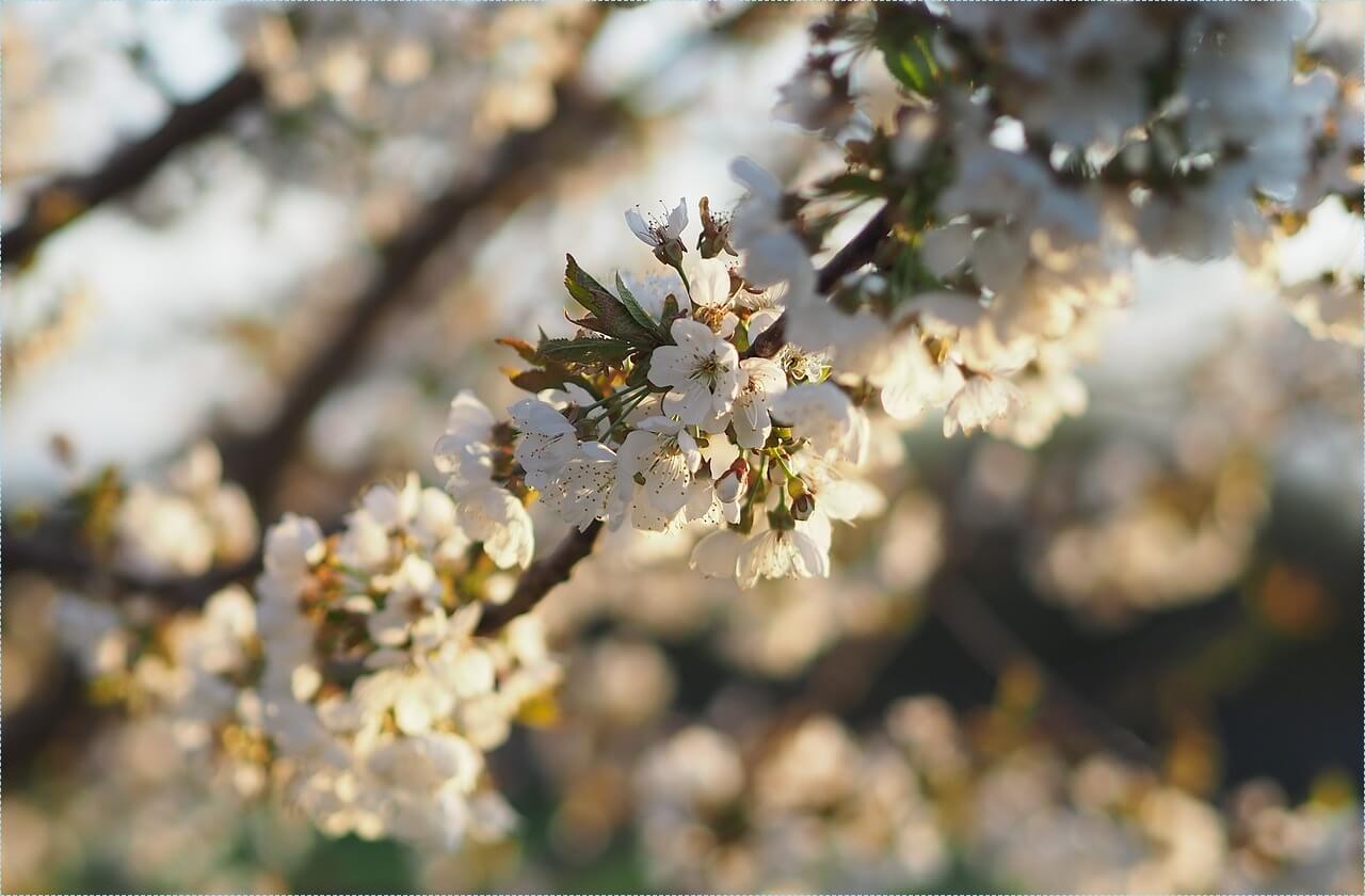 새마을금고 적금 이율