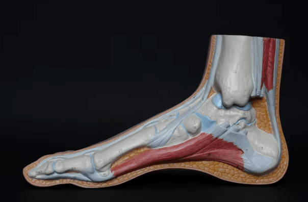 족저근막염 스트레칭 5분 통증 완화법 총정리