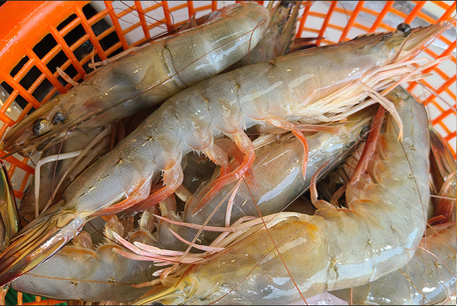 2025 홍성 남당항 대하축제