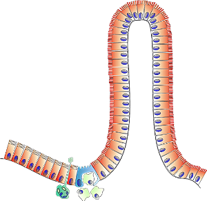 대장내시경비용,검사시간-이미지