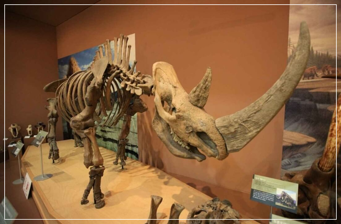 목포 가볼만한곳 베스트10 목포자연사박물관