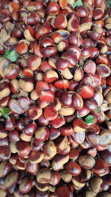 수확후 가시껍질을 벗겨놓은 알밤의 사진