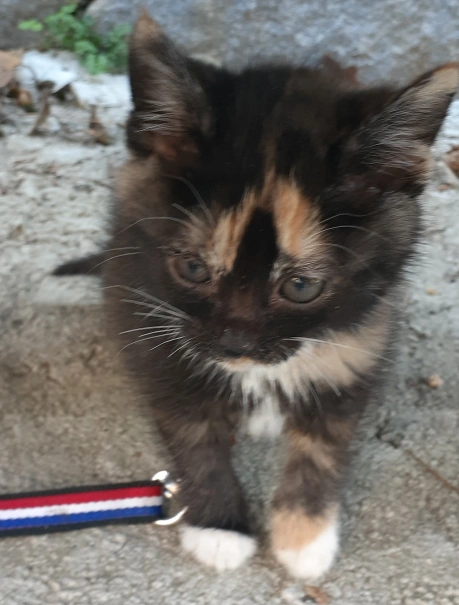 아기 고양이 