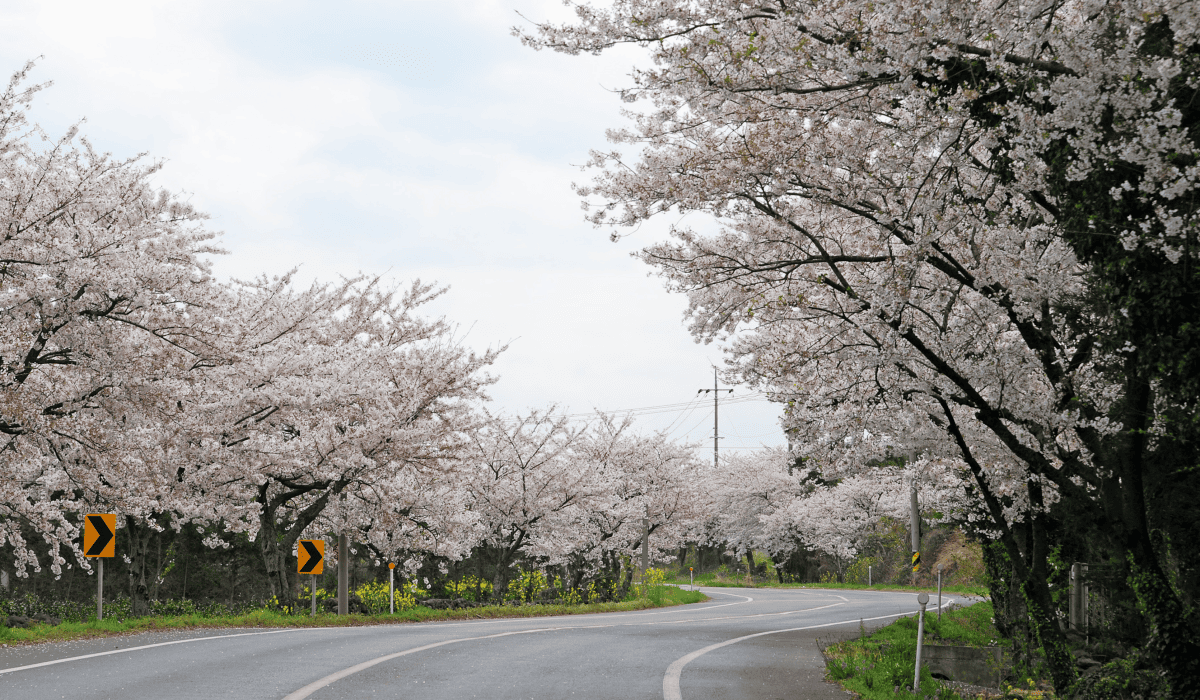 제주도_렌트카_비교사이트_3