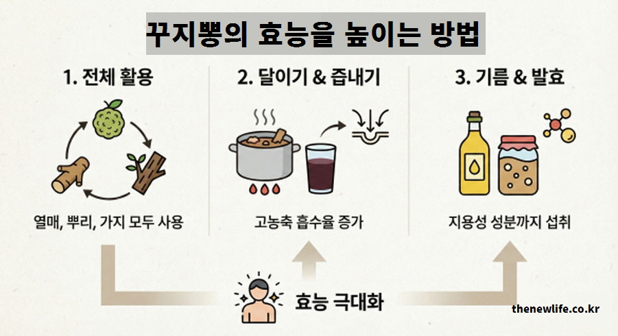 꾸지뽕 효능을 높이는 3가지 섭취 방법 전체 활용 달이기 즙내기 발효 기름 섭취법 3기지설명