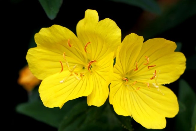 감마리놀렌산 추출