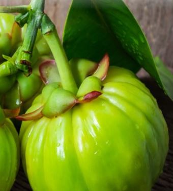 투비컷-효과-가르시니아