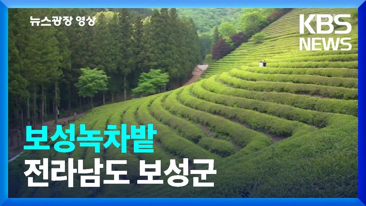 보성 녹차밭 대한다원 입장료 주차 코스 정보 총정리_5