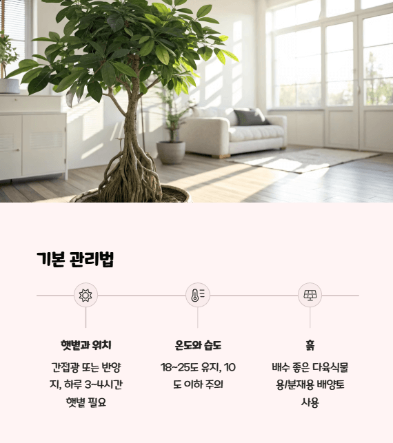 인삼 벤자민 키우는법