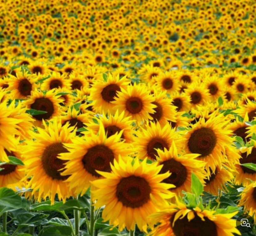 신혼집 거실에 잘 맞는 재물운 액자 조합 추천