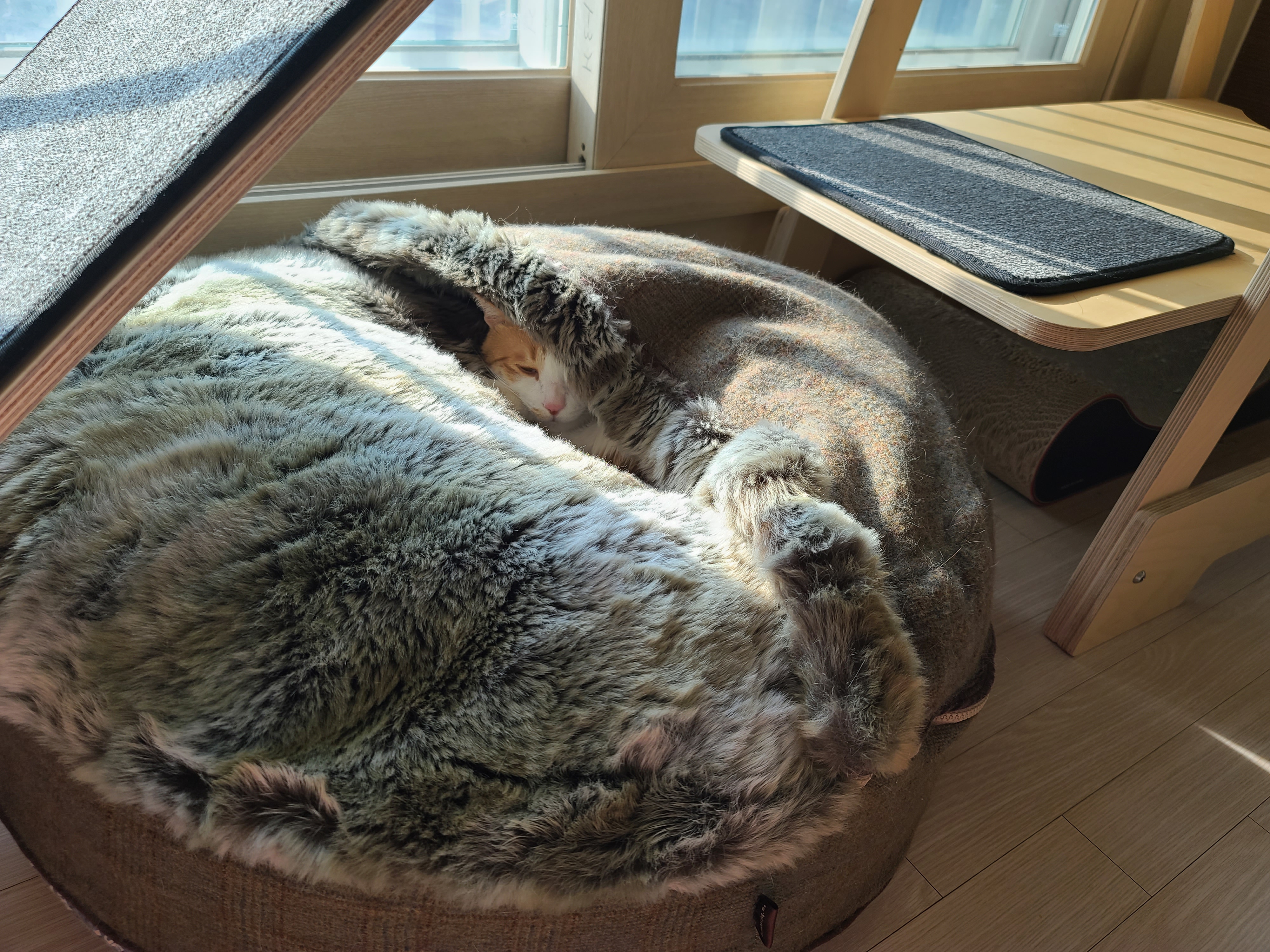 숨은고양이 찾기