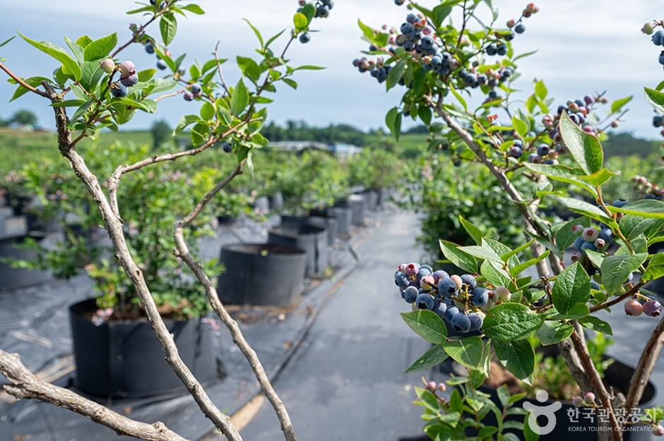 평택 가볼만한곳 베스트 10