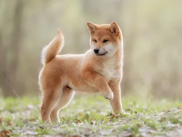 시바견/출처:어도비스톡