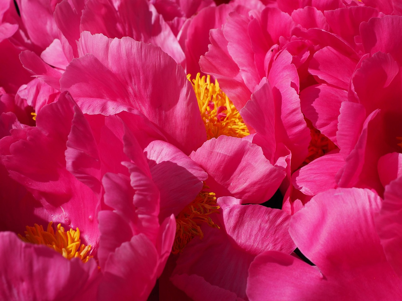 고흥 작약 꽃밭