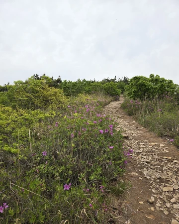 천관산 철쭉 능선 산책로5