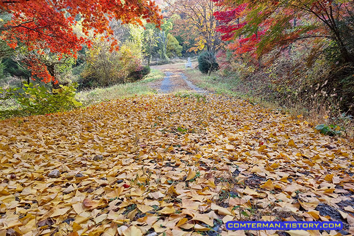 금산 만악리 수목원 산책로