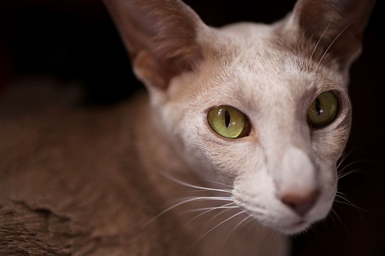 오리엔탈 숏헤어(Oriental Shorthair)