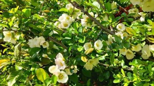 명자나무-명자꽃-산당화-묘목심기-심는방법-식재방법