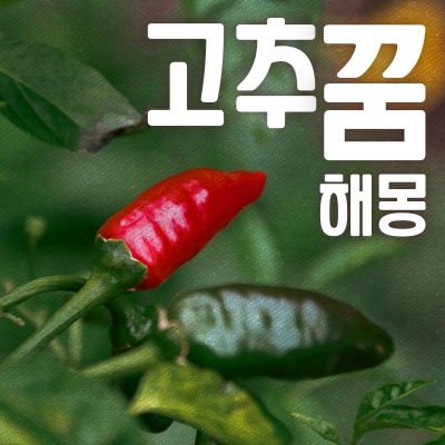 고추꿈해몽