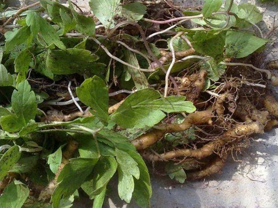 야생에서 채취를 한 구절창포의 잎과 줄기, 뿌리를 채취를 한 상태 그대로 바닥에 여러 개를 포개서 놓아두고 찍은 사진