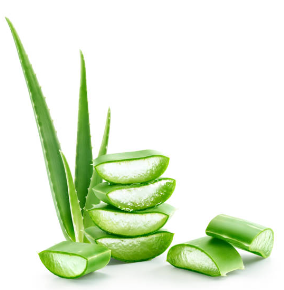 여드름에 좋은 알로에 베라