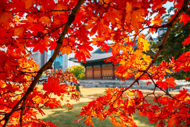 2024 덕수궁 야간 개장 티켓예매/궁패스 /밤의석조전 프로그램